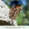 polygonia egea daghestan male 1